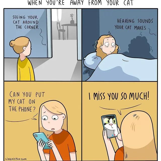 沙雕猫片，笑到床塌！自从做了卑微的铲屎官，比一个人时刺激多了