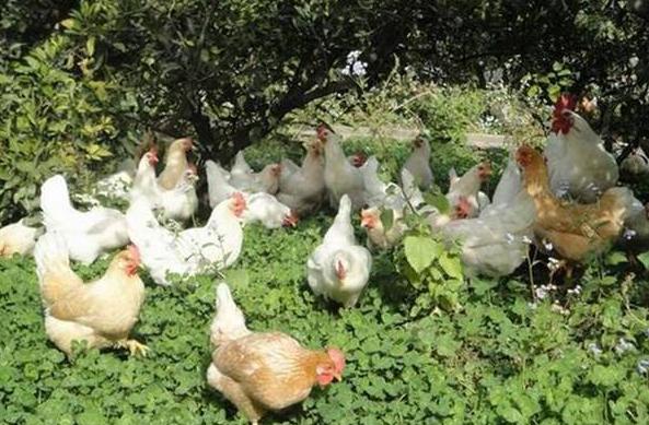 养的鸡白天精神正常，晚上睡觉就出现死亡？这种情况你有遇到吗？