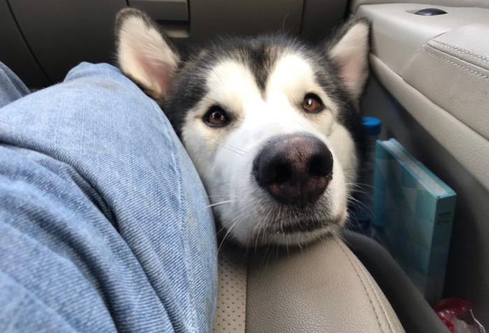 狗狗长途坐车要禁食多久,想带狗狗出远门怎么带