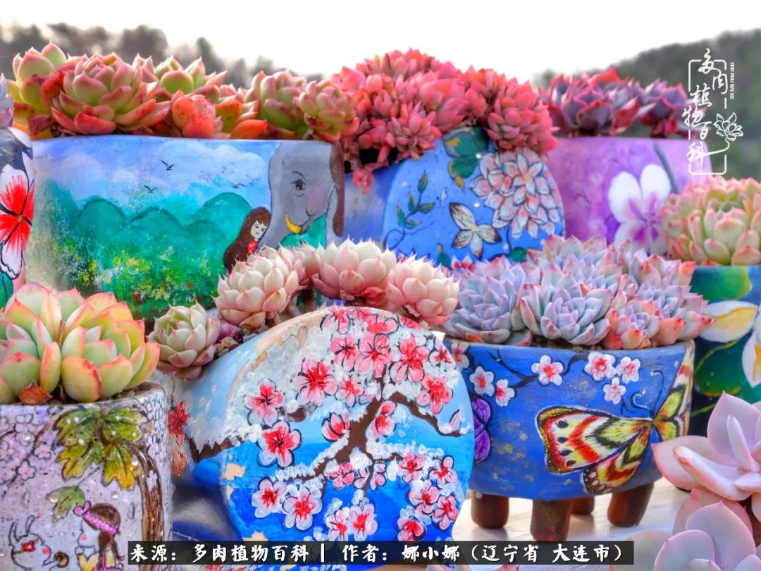 你是盆我是花，你护我周全，我为你绽放