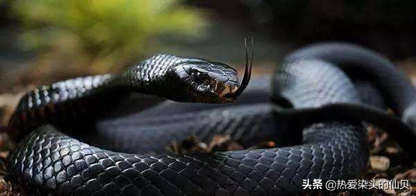 爬行动物蛇蜥,蝮蛇稀有爬行动物