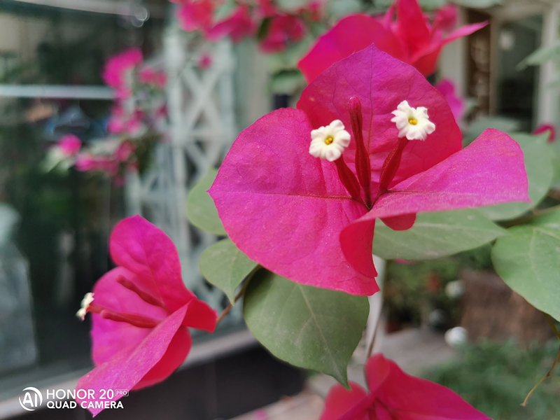 荣耀20pro拍照夜拍对比,荣耀20pro什么时候拍照最好