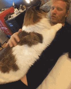 养猫首选这5种,养猫首选品种