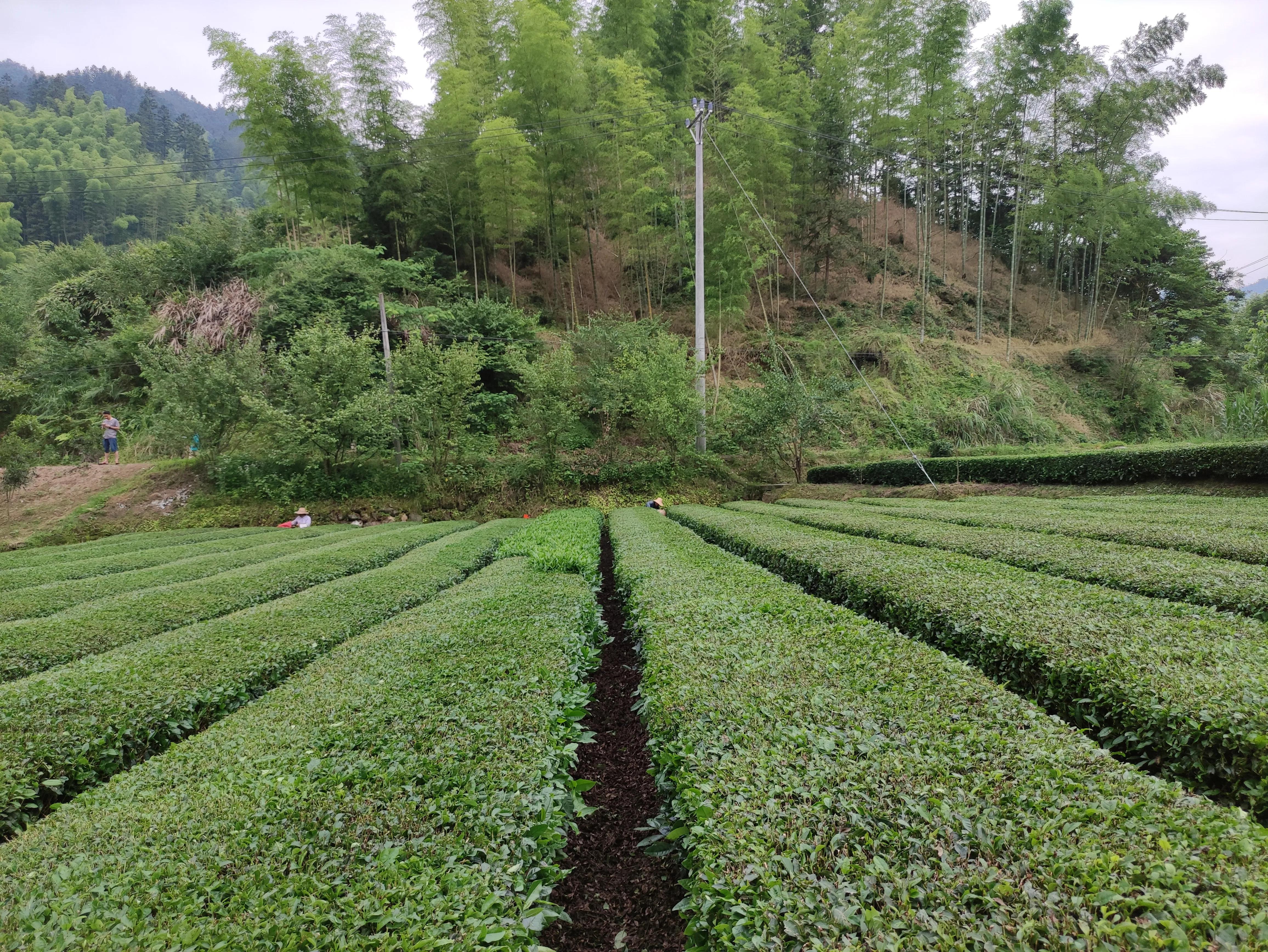 给大家展示一下什么叫做“金山药岭名茶地，竹海栗园水电乡”