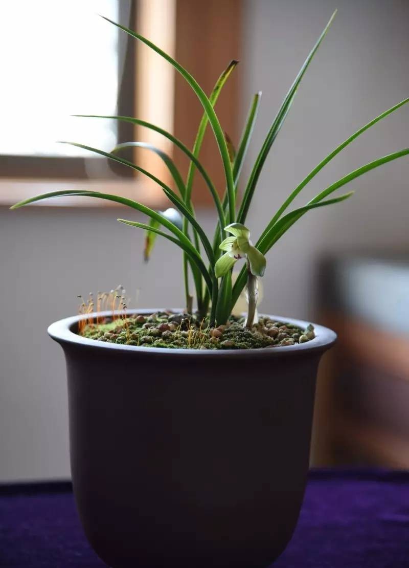 每日一品栏目,每日一品七律