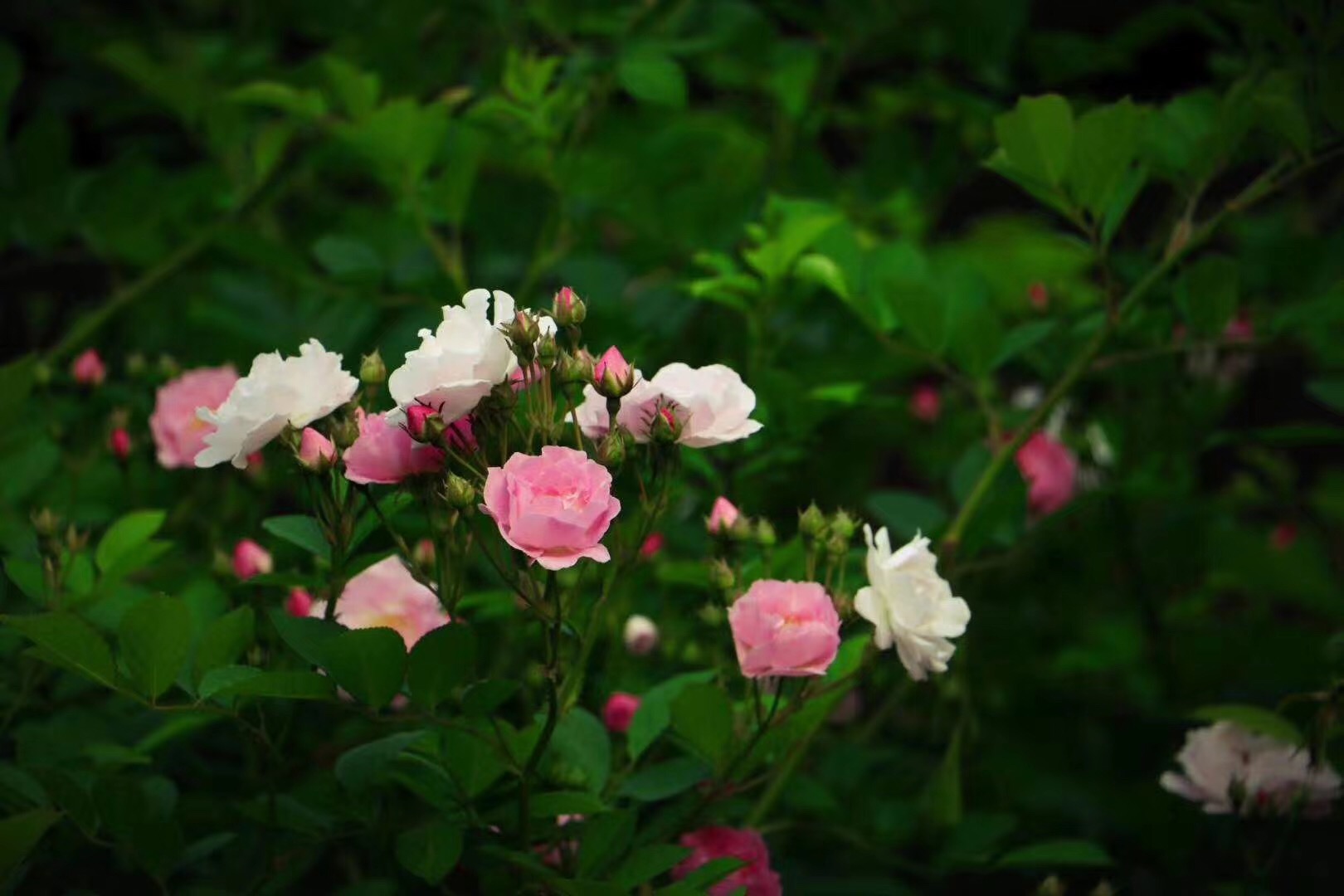 一念天堂一念地狱下载,一念天堂一念地狱是谁说的