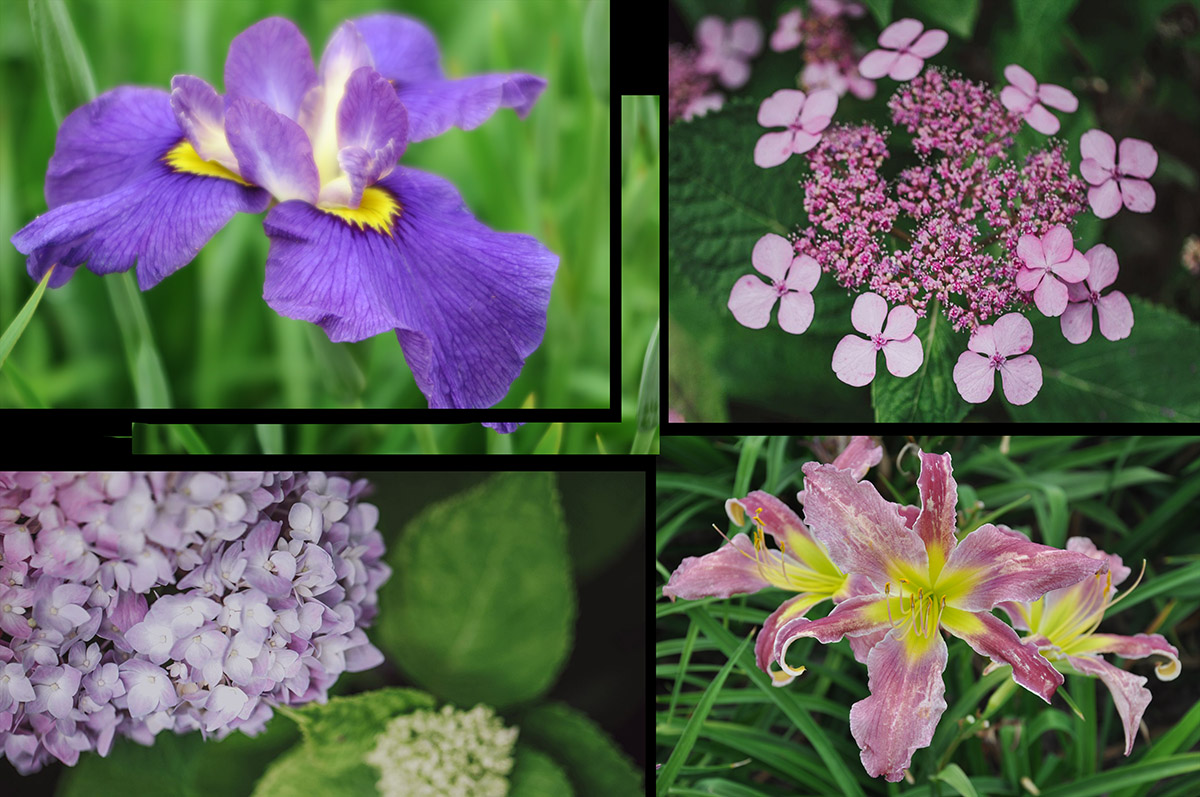辰山植物园迎春花展,辰山植物园荷花展时间