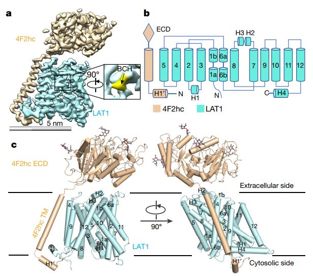中国冷冻电镜技术进展,冷冻电镜最新研究