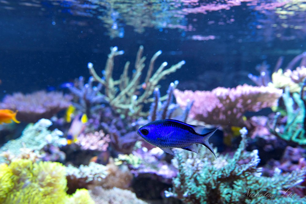 经典海水礁岩生态缸分享，180×120×60厘米三面观赏海缸