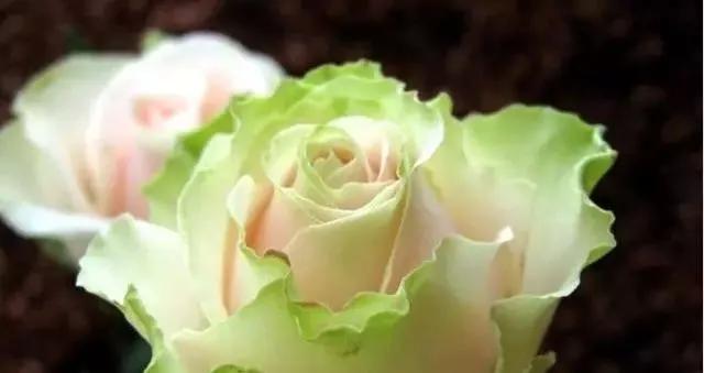 100种玫瑰图片大全,介绍100种不同品种的玫瑰视频