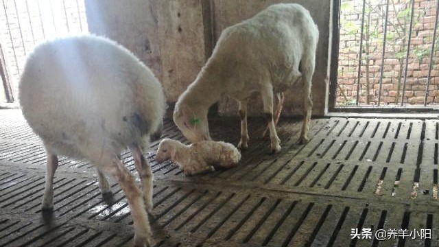 新手养羊什么时候买羊最便宜,养羊应该怎么买羊