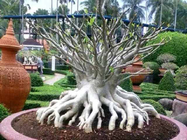 沙漠玫瑰叶子枯一半,沙漠玫瑰开完花了光秃秃怎么办