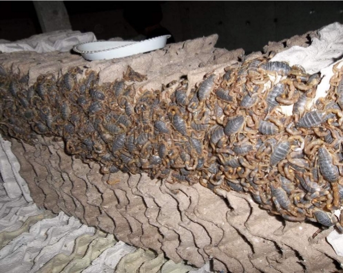 陕西蝎子养殖加盟方法,蝎子的养殖是不是骗局