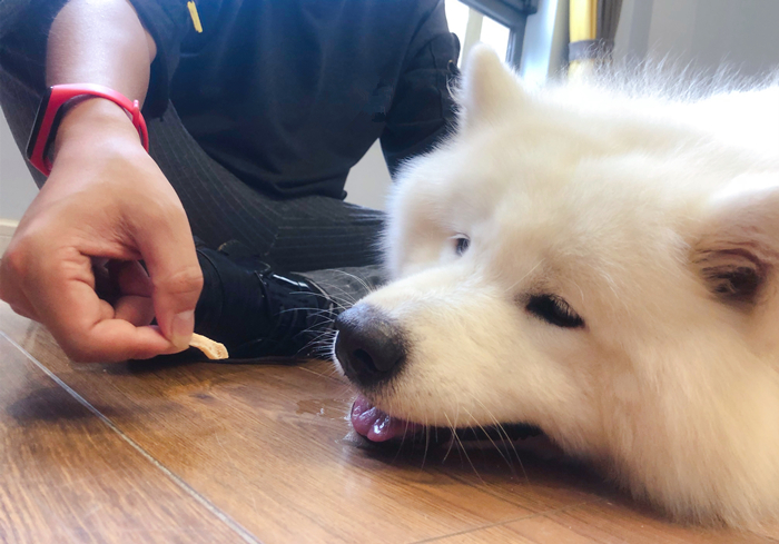 狗狗贫血缺钙怎么补最好,狗狗贫血严重除了输血还能怎么办