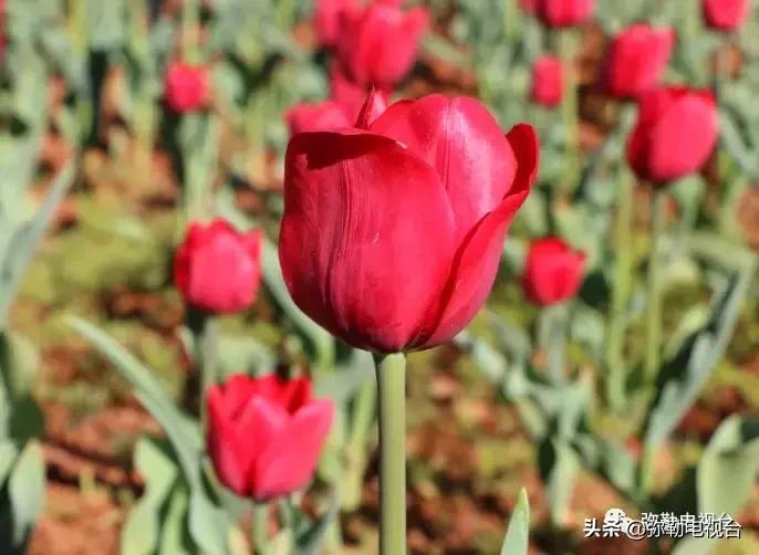 太热闹!弥勒花海、人海、车海、舞海...这些人上镜了!