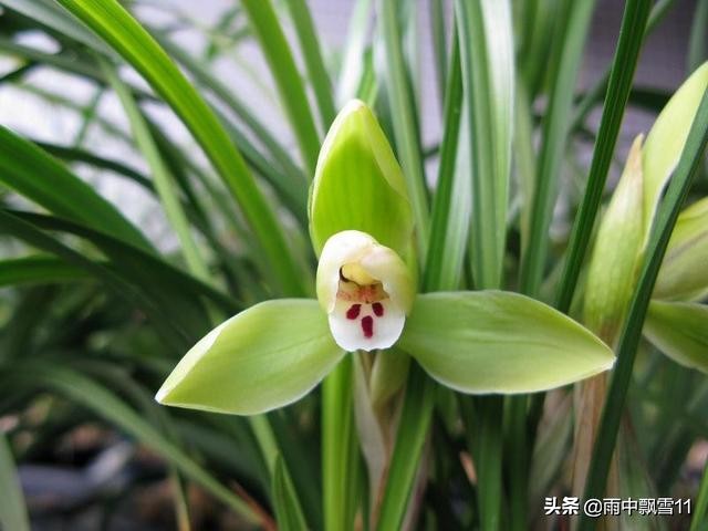 兰花叶尖发黑的原因及解决办法,兰花叶尖发黑干枯是什么原因