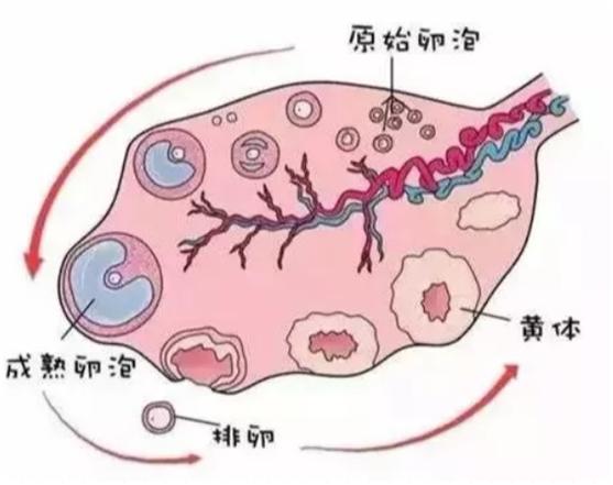 试管13mm卵泡长不大可取吗,一侧9个卵泡长不大算不算多囊