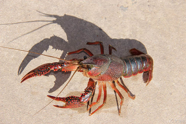 让人惊讶又有趣的冷知识,那些有趣的冷知识