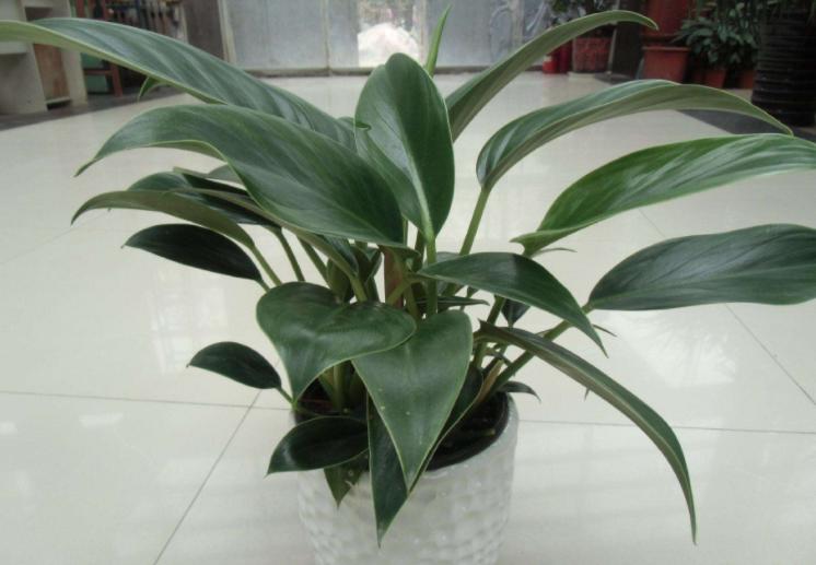 万能药片盆栽,养盆栽的小妙招