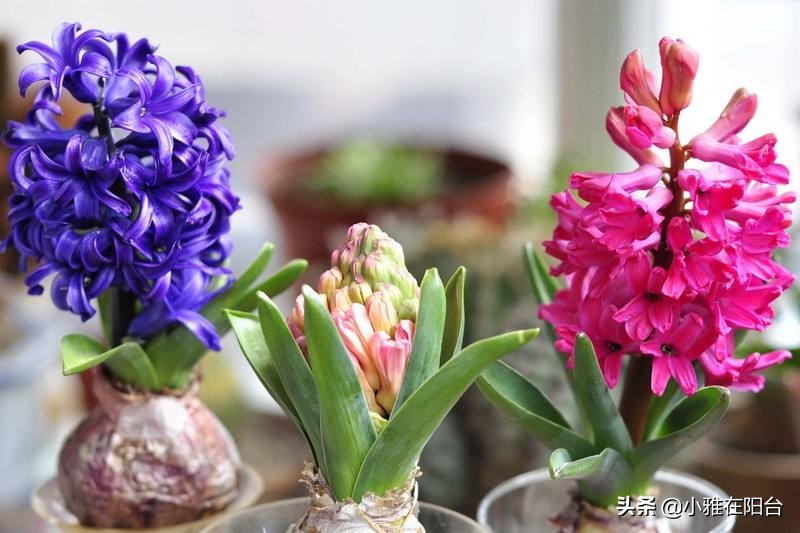 寒冬腊月养这“四种花”,越冷越开花,春节开的最美,花香满屋!