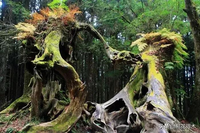 宝岛阿里山风景,山水风景台湾阿里山