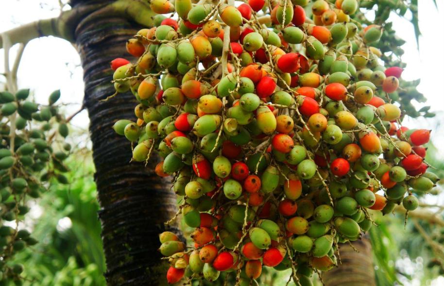 全世界公认的毒槟榔,槟榔有多可怕