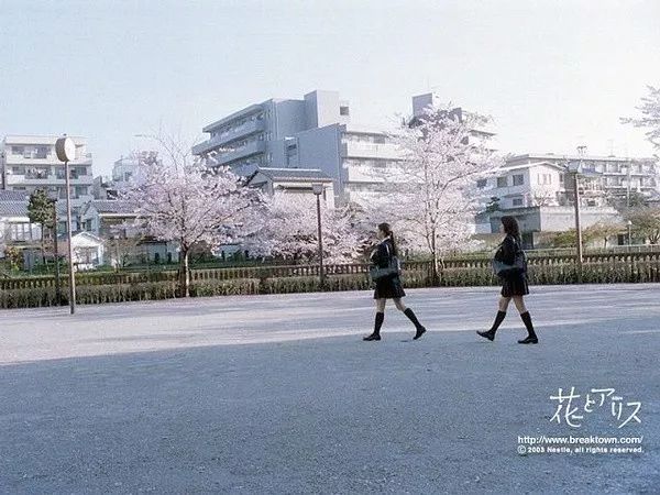 日本为什么那么喜欢樱花,日本为什么那么爱樱花