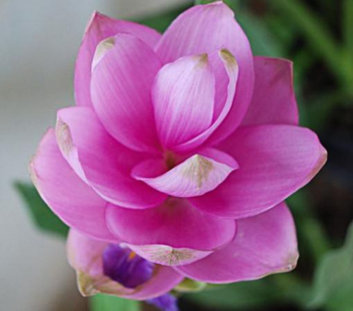 姜荷花春天要怎么养,姜荷花怎么养才好看