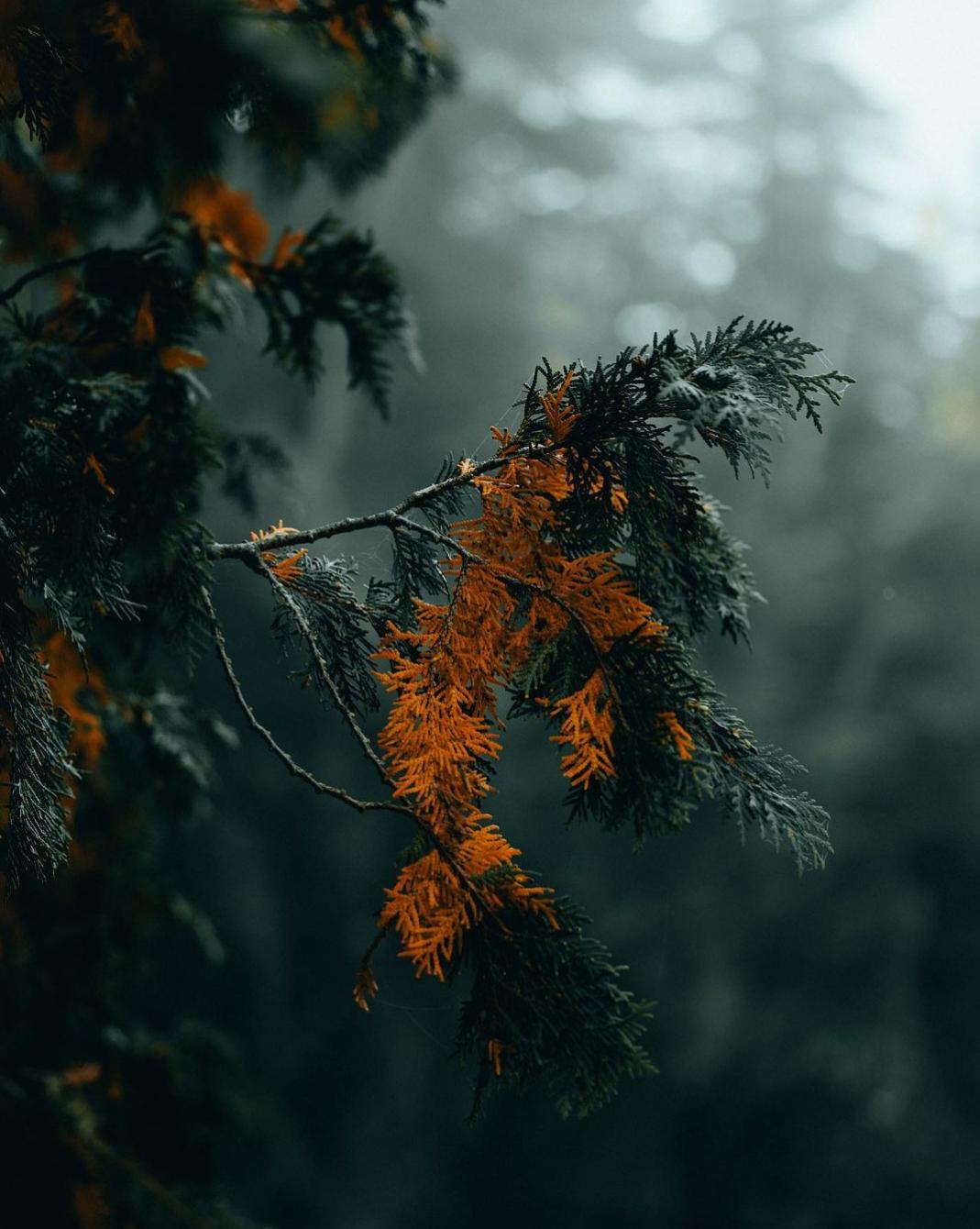 petermckinnon拍摄教程,petermckinnon用的相机