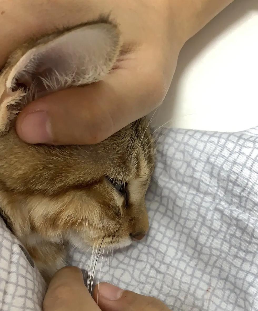 猫咪绝育前应激还能绝育吗,公猫咪绝育后伤口流血红肿怎么办