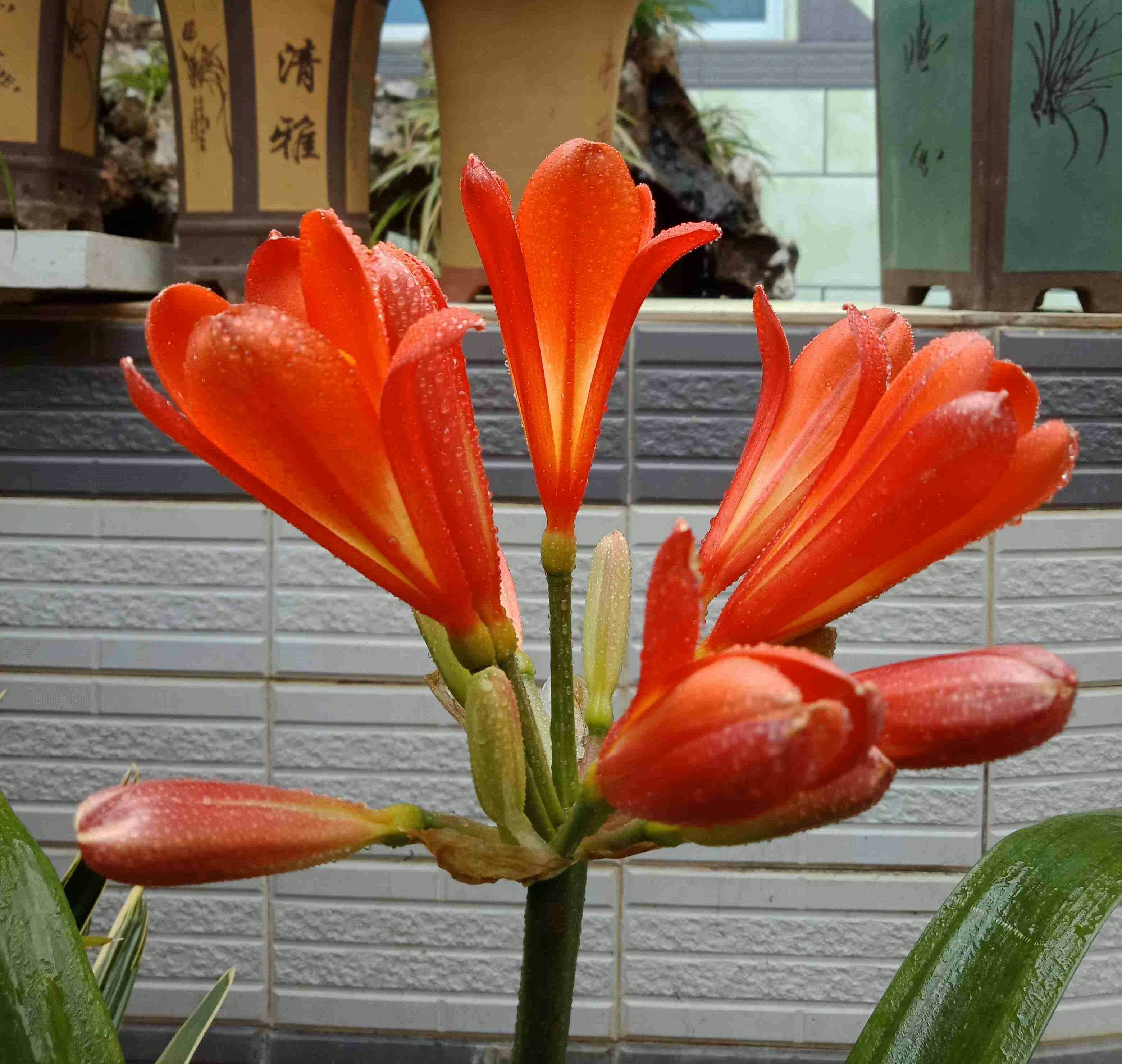 君子兰开花时可不可以浇水,君子兰开花了还需要浇水吗