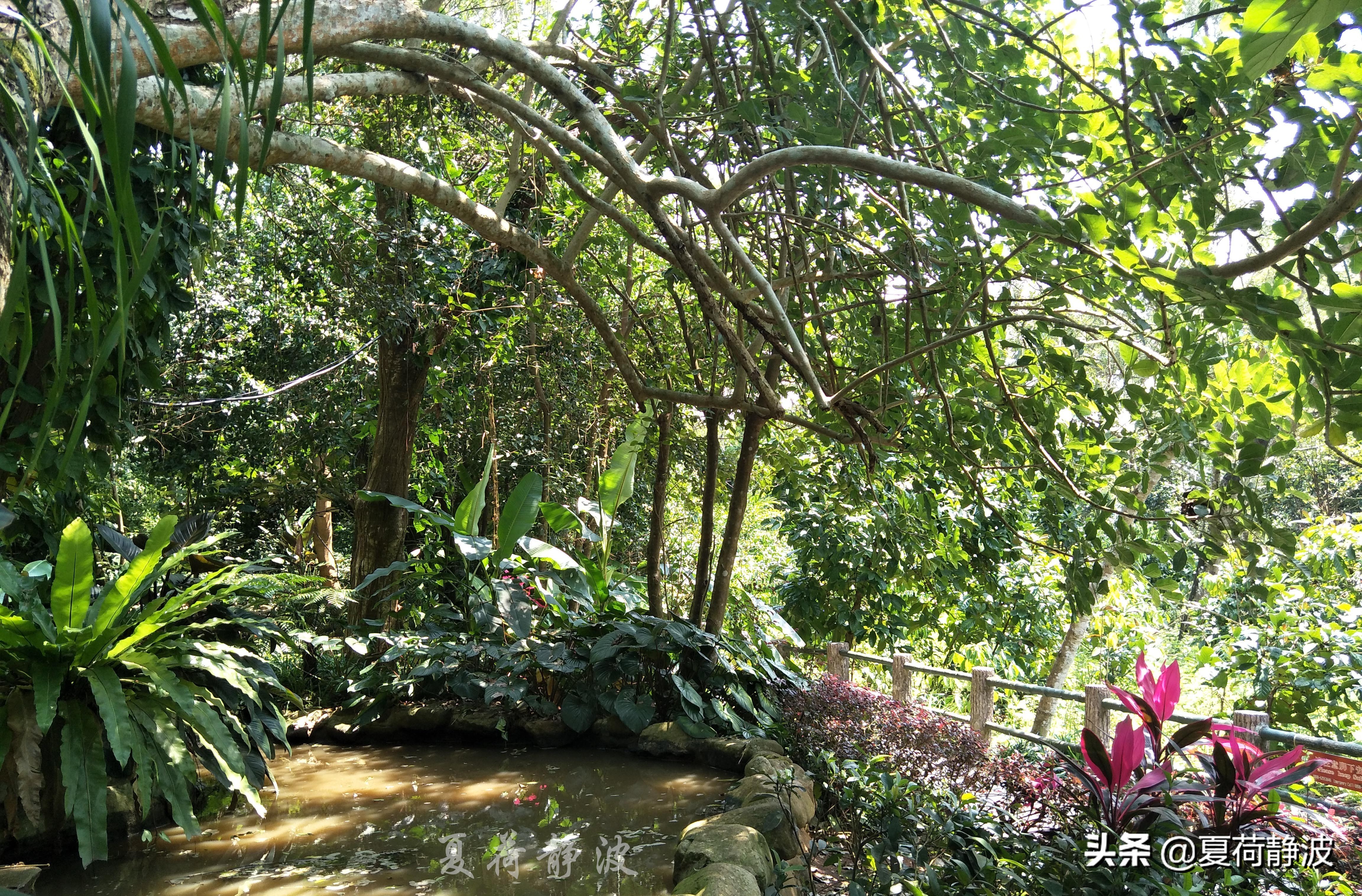 兴隆热带植物园攻略,万宁兴隆热带植物园