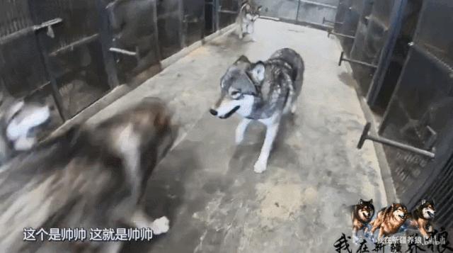 养狼disco：我在*疆新**，把狼养成了哈士奇