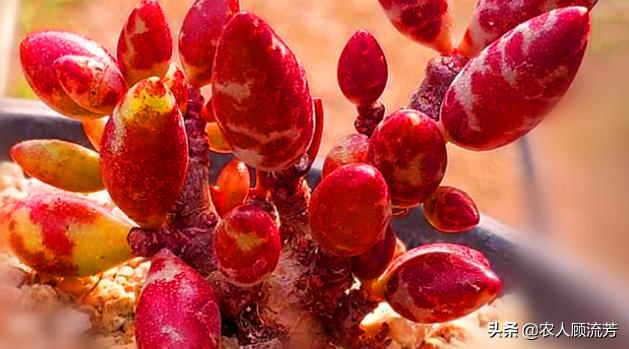 类似婴儿手指的多肉,跟婴儿手指类似的多肉品种