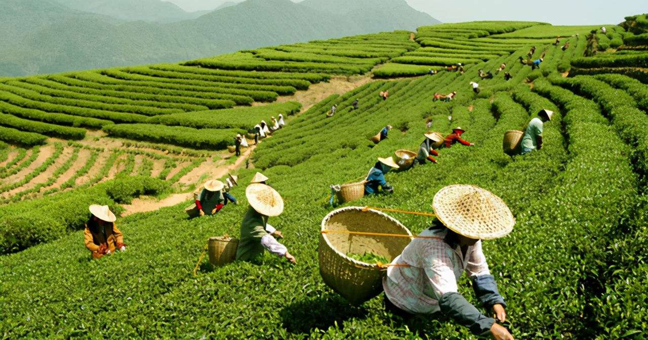 东莞茶叶库存视频,东莞7000吨茶叶