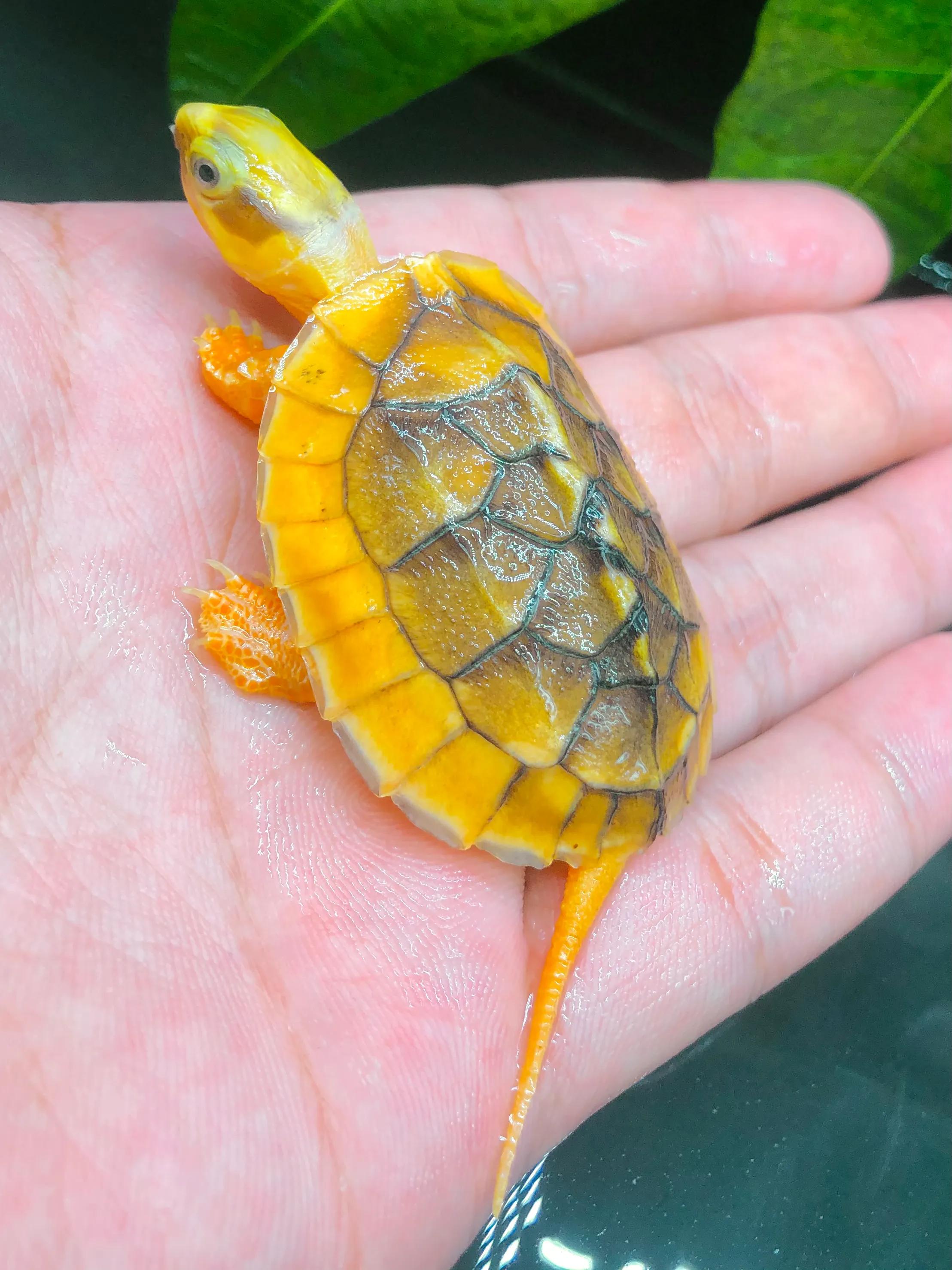 黄缘龟蛋孵化多久才能出来,金钱龟龟蛋孵化全过程