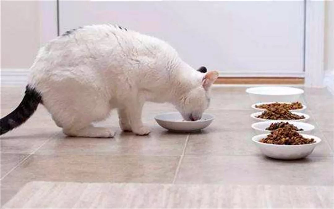 猫咪不爱喝水的小妙招,如何让猫咪变得不爱喝水