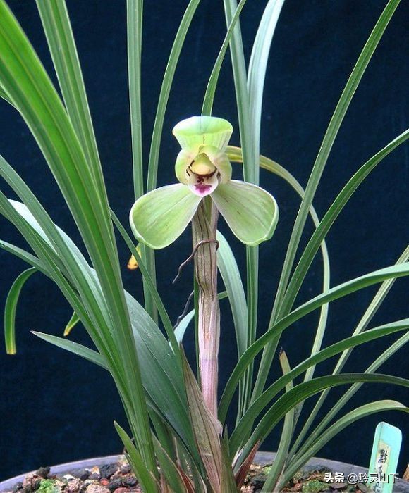 贵州开阳野生兰花品种,兰花贵州红图片