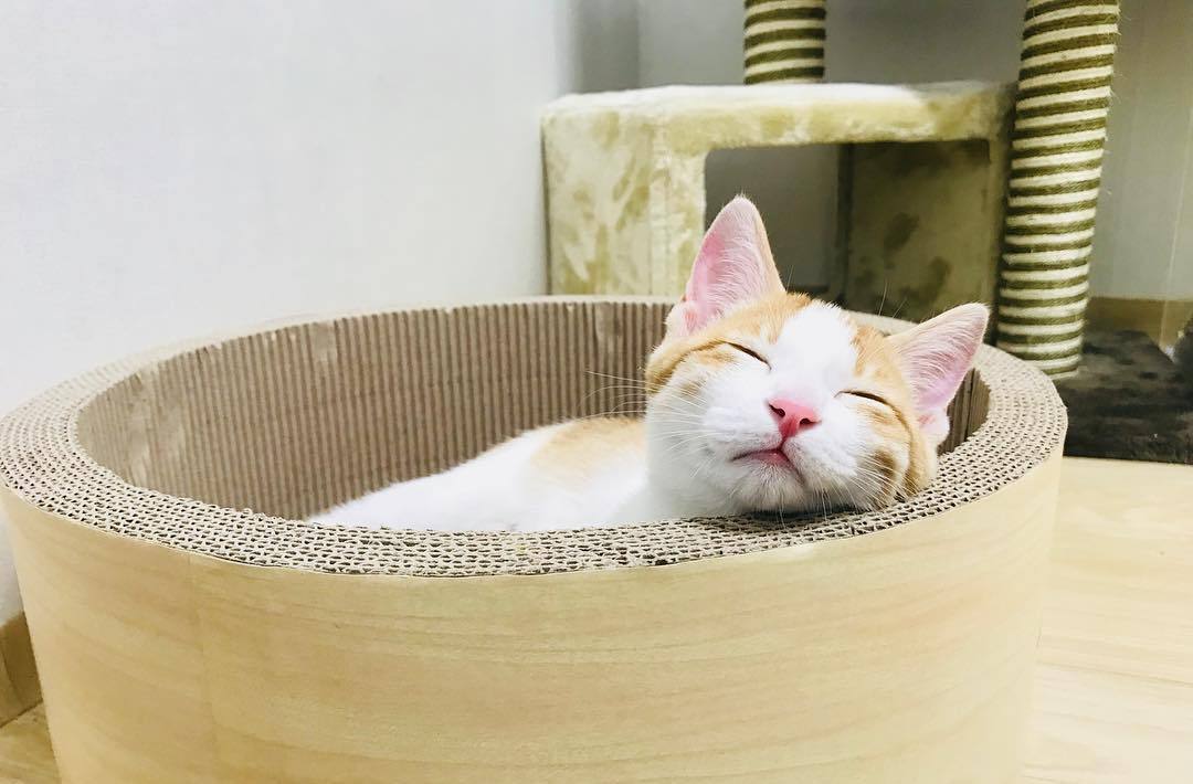 夏季小猫咪中暑,夏天猫咪中暑