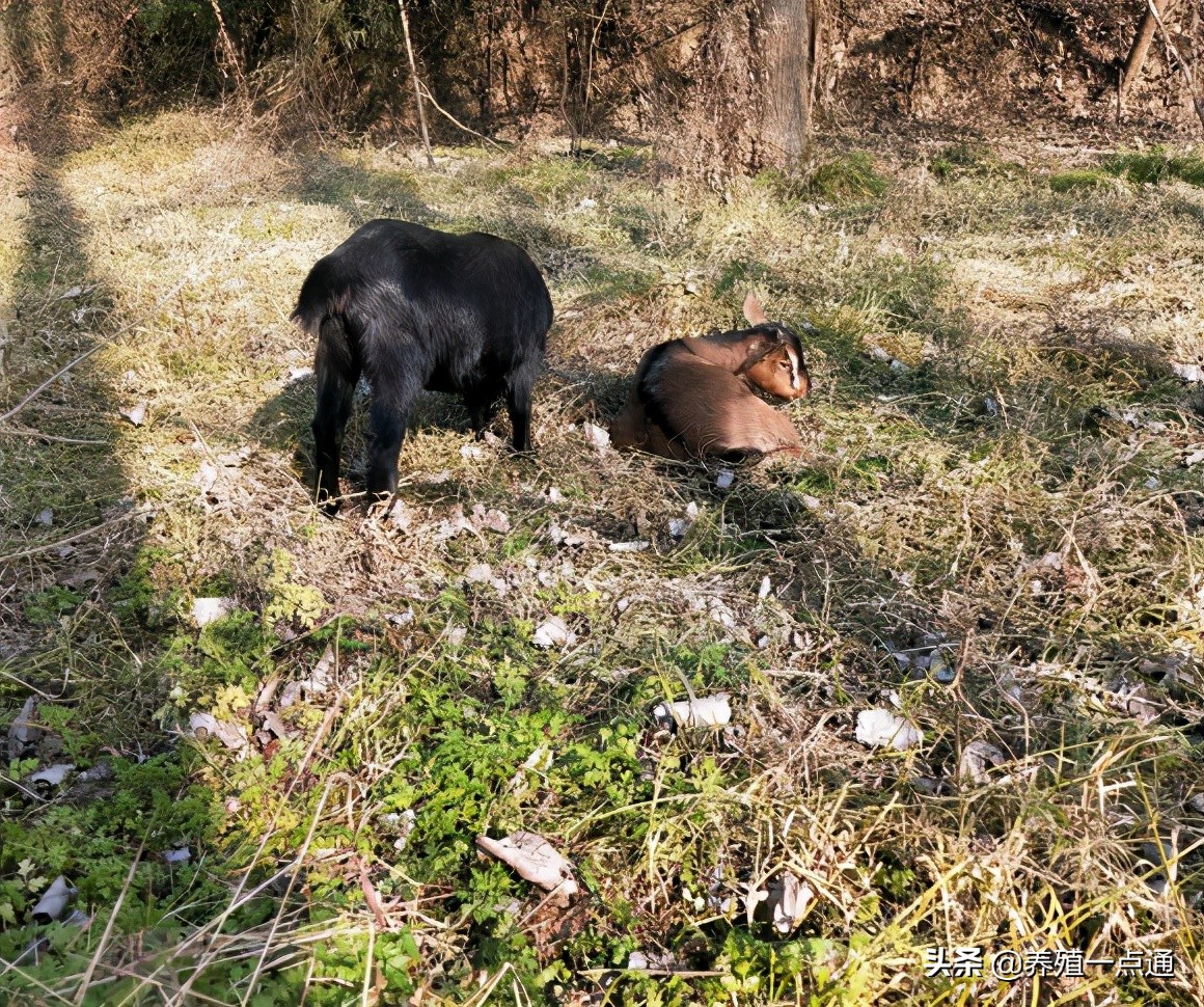 90后养羊专业户,最赚钱的养羊模式
