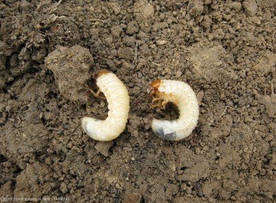 蛴螬虫害防治方法噻唑磷,毒死蜱防治蛴螬用多少倍