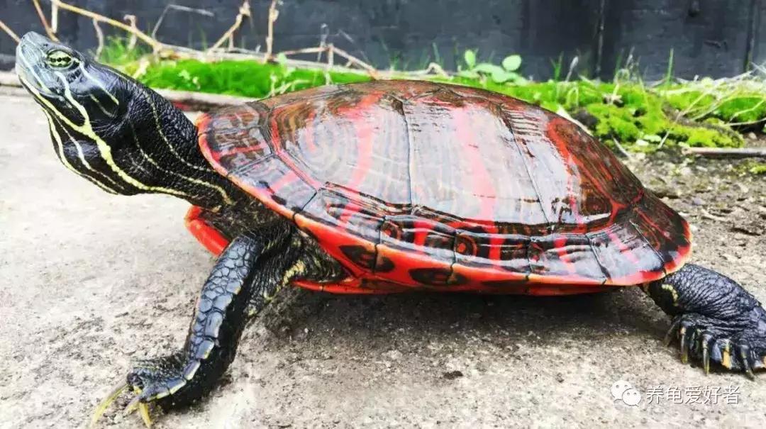 乌龟吃不吃龟粮怎么才能养活,热带龟冬天不用加热棒怎么养活