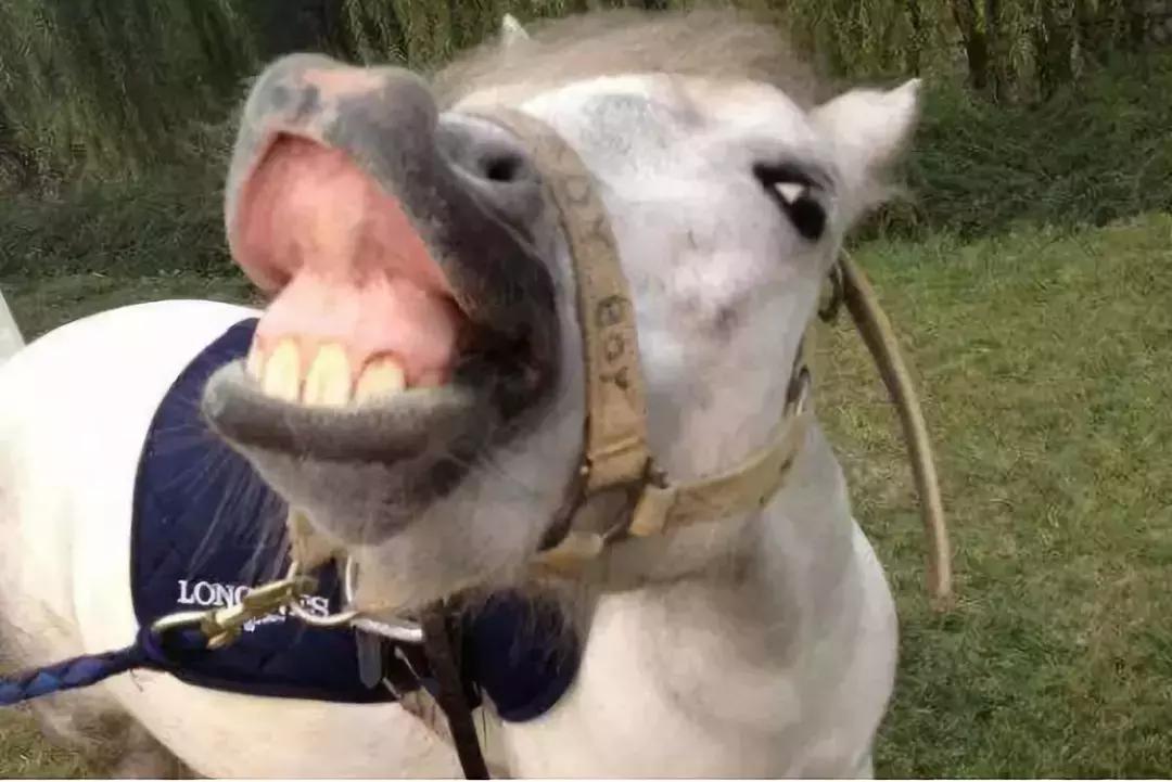 买的蒙古好马只配做马肉肠：管窥明代马政崩溃的一个瞬间