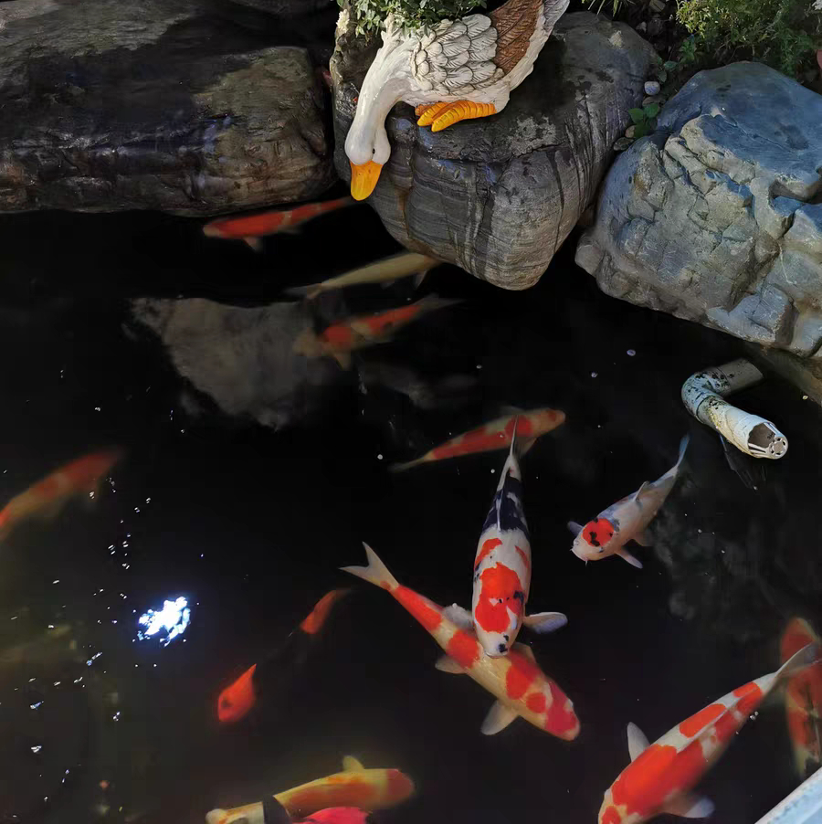 锦鲤不用加温怎么预防白点病,锦鲤水霉病和白点病怎么区别