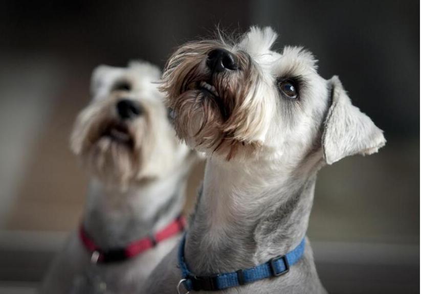 黑色的狗狗毛发变红怎么回事,狗狗总舔爪子旁边毛都变红了