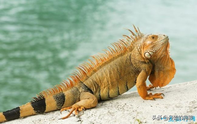 排名前十的家庭宠物,十大家庭宠物品牌排行榜