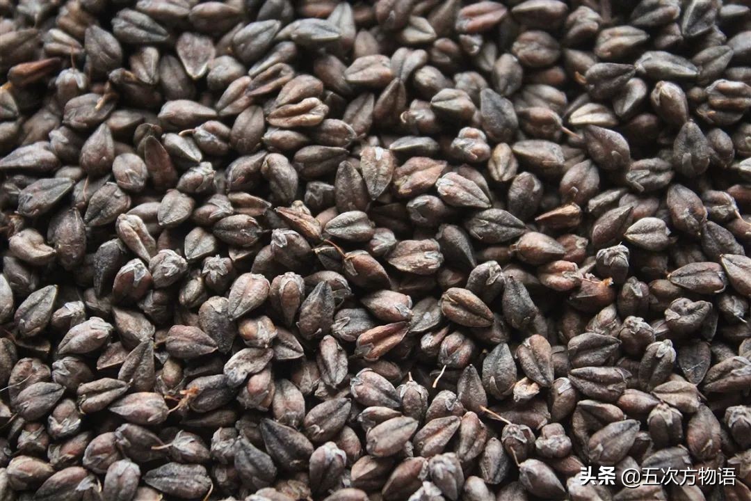 很多粮食作物原产南美洲,中国第一大粮食作物