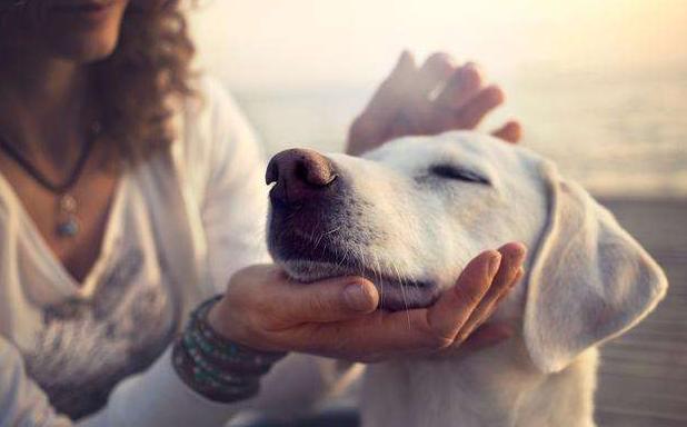 如何判断狗狗是否信任你,做哪几个动作就能让狗狗更信任你