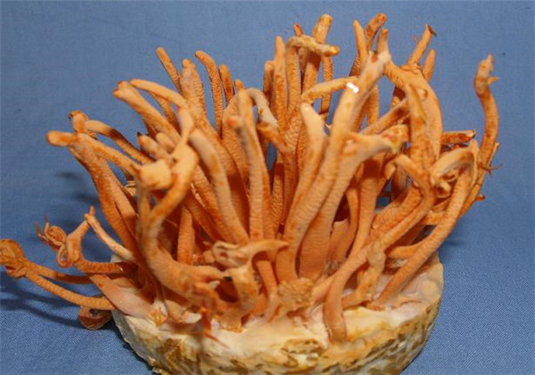 蛹虫草人工种植好种吗,蛹虫草的培育技术与管理