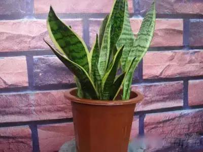 献给那些养花每次都养死的人文案,一直养死花但从未放弃养花